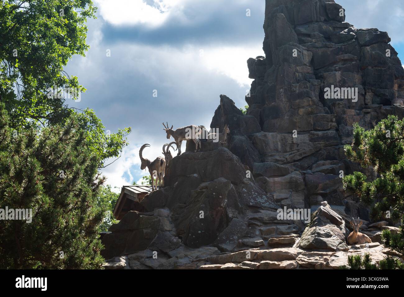 Wilde Ziegen klettern in den Zoo von rocks.berlin Stockfoto