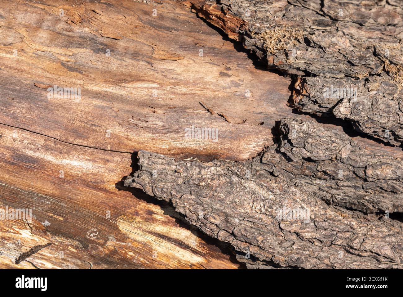 Nahaufnahme von verwitterter Baumrinde und glatter Holzmaserung mit robuster Textur, natürlichen Tönen und dem Kontrast zwischen rauer Rinde und poliertem Holz Stockfoto