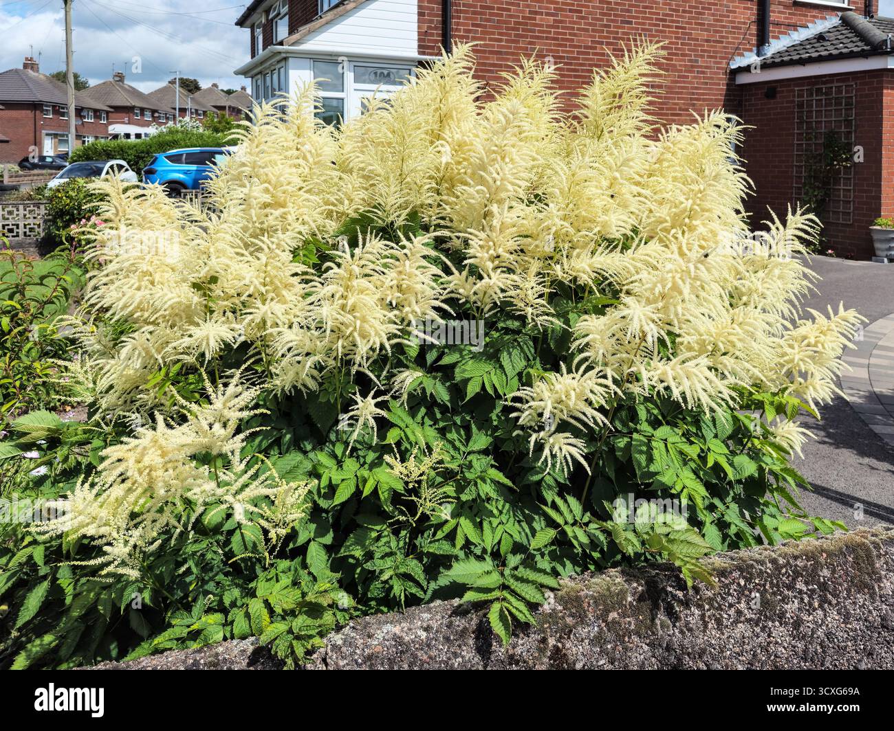 Die cremeweißen Blüten von Ziegenbart (Aruncus vulgaris), Staffordshire, England, Großbritannien Stockfoto
