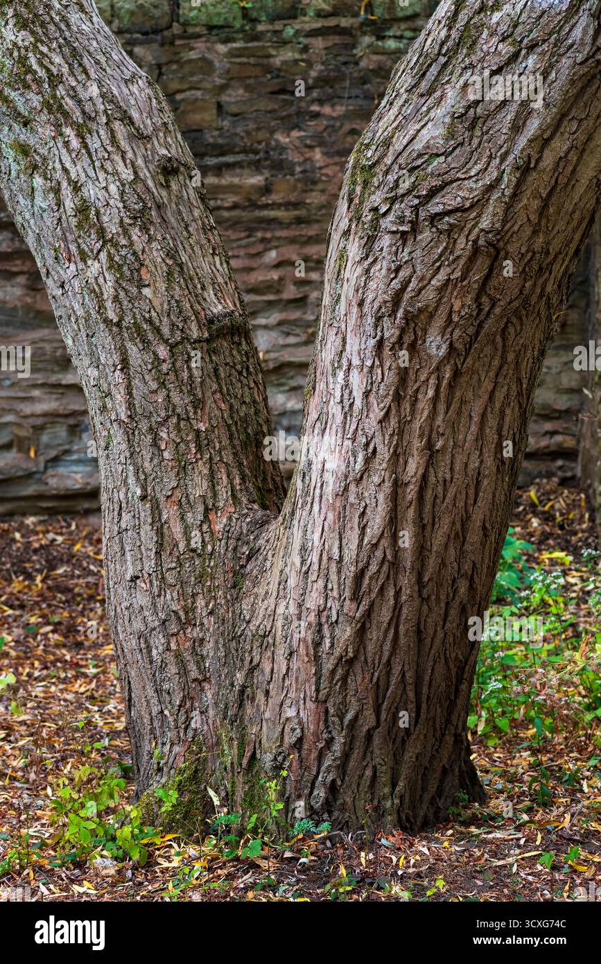 Geteilter Baumstamm, Sheffield Botanical Gardens Stockfoto