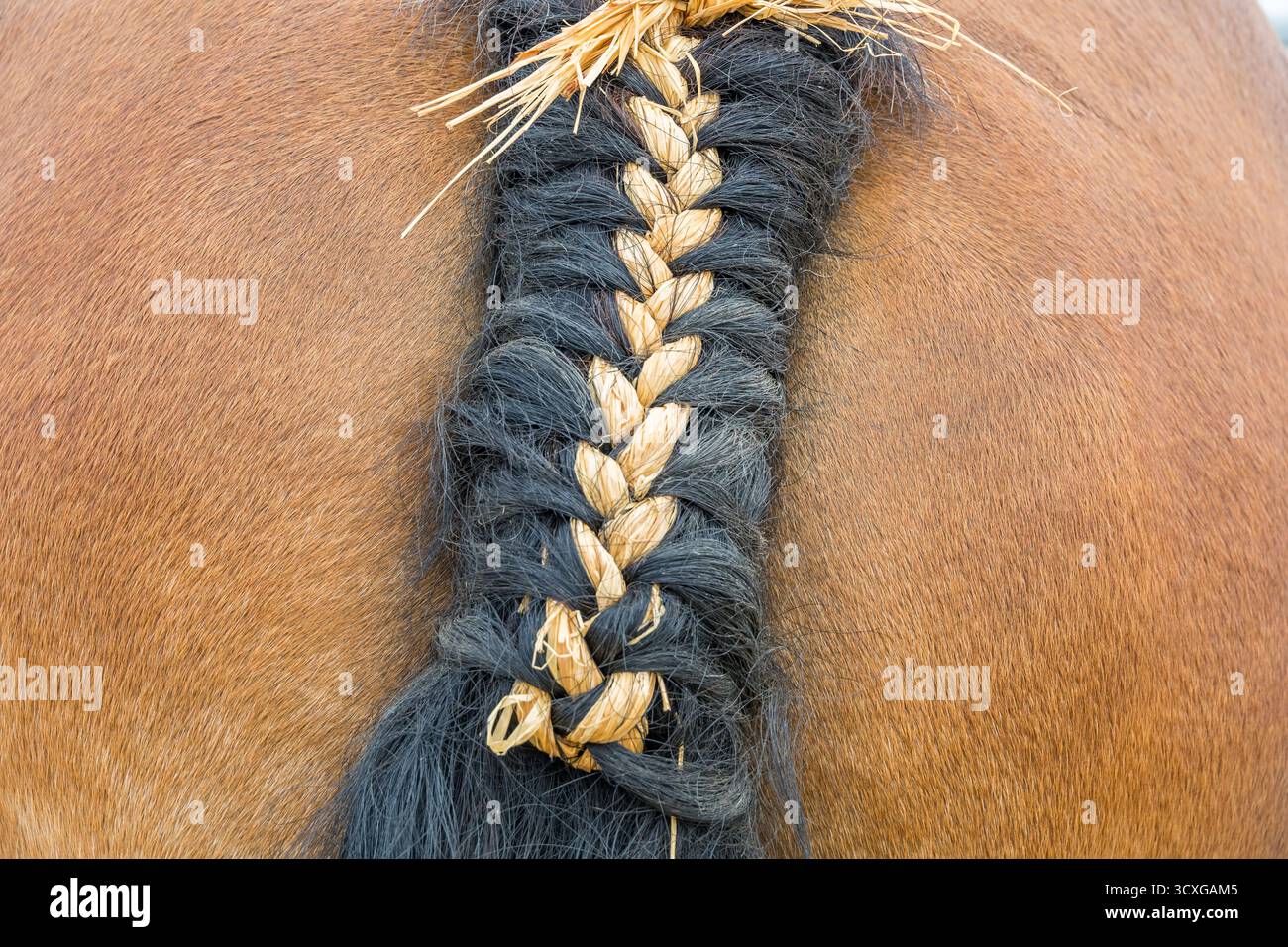 Detaillierte Nahaufnahme eines Pferdeschwanzes, der sauber mit Strohhalm geflochten ist und Textur, Pflege und Reitstil zeigt. Stockfoto