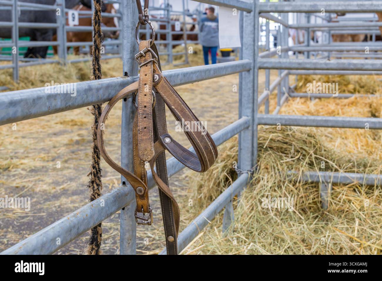 Nahaufnahme eines Lederpferdestraums, der an einem Metallzaun in einem Stall hängt, mit Heu und Vieh im Hintergrund. Stockfoto