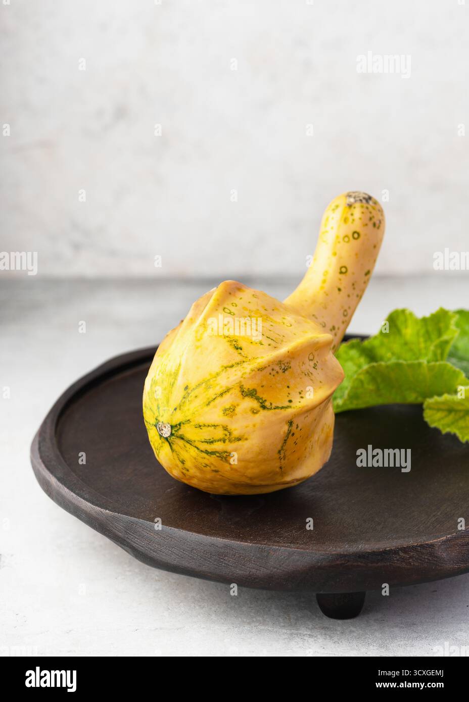 Wunderschöner schmückender Gourd mit elegantem geschwungenem Hals und gelbgrüner Haut und markanter Form auf hellem Holz. Stockfoto