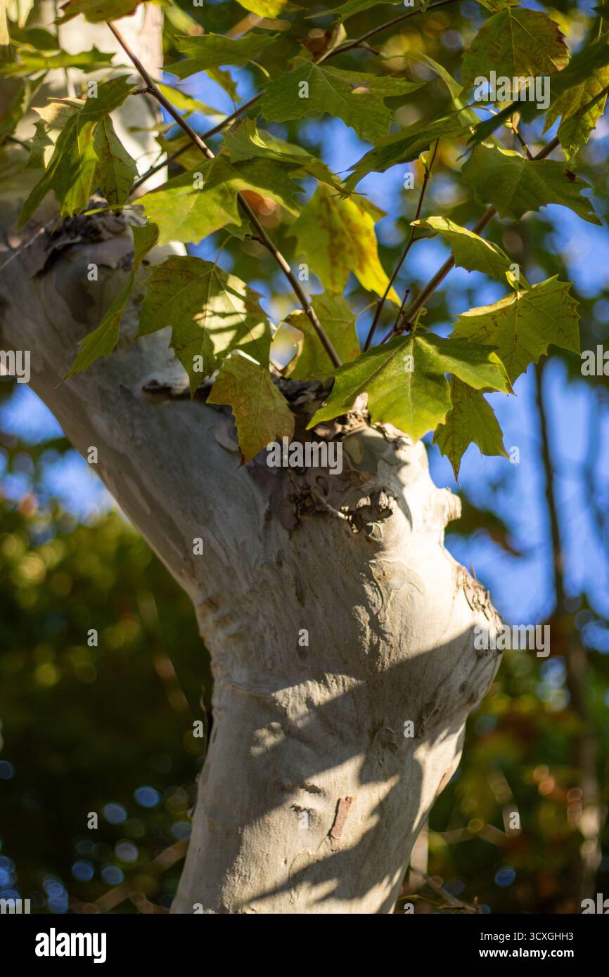 Nahaufnahme eines Ebenenbaums oder Platanus, der auf einem natürlichen Hintergrund isoliert ist Stockfoto Nahaufnahme eines Ebenenbaums oder Platanus, der auf einem natürlichen Hintergrund isoliert ist Stockfoto