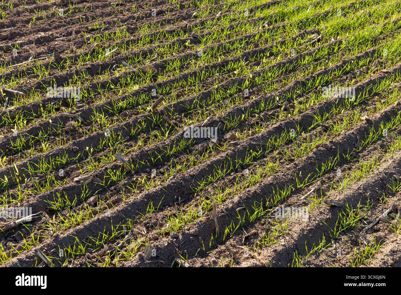 Grüner Weizen, der im Winter gepflanzt wurde, schöner Winterweizen, Getreide in der Herbstsaison vor Frost, sonniges Wetter Stockfoto