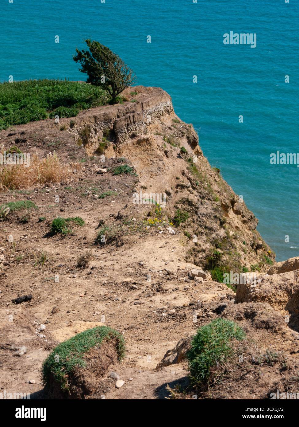 Windgeformter Baum an erodierenden Klippen mit Blick auf das türkisfarbene Meer an der Küste von Dorset Stockfoto