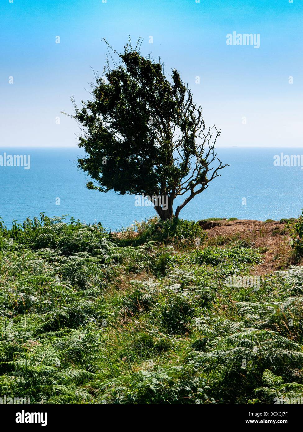 Windgeformter Baum auf der Klippe von Dorset mit Blick auf das Meer mit Brackenunterholz Stockfoto