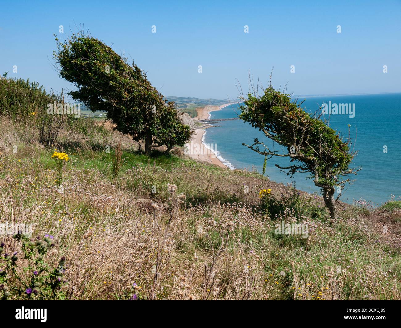 Windgeformte Bäume auf der Klippe von Dorset mit Blick auf den Sandstrand und das türkisfarbene Meer Stockfoto