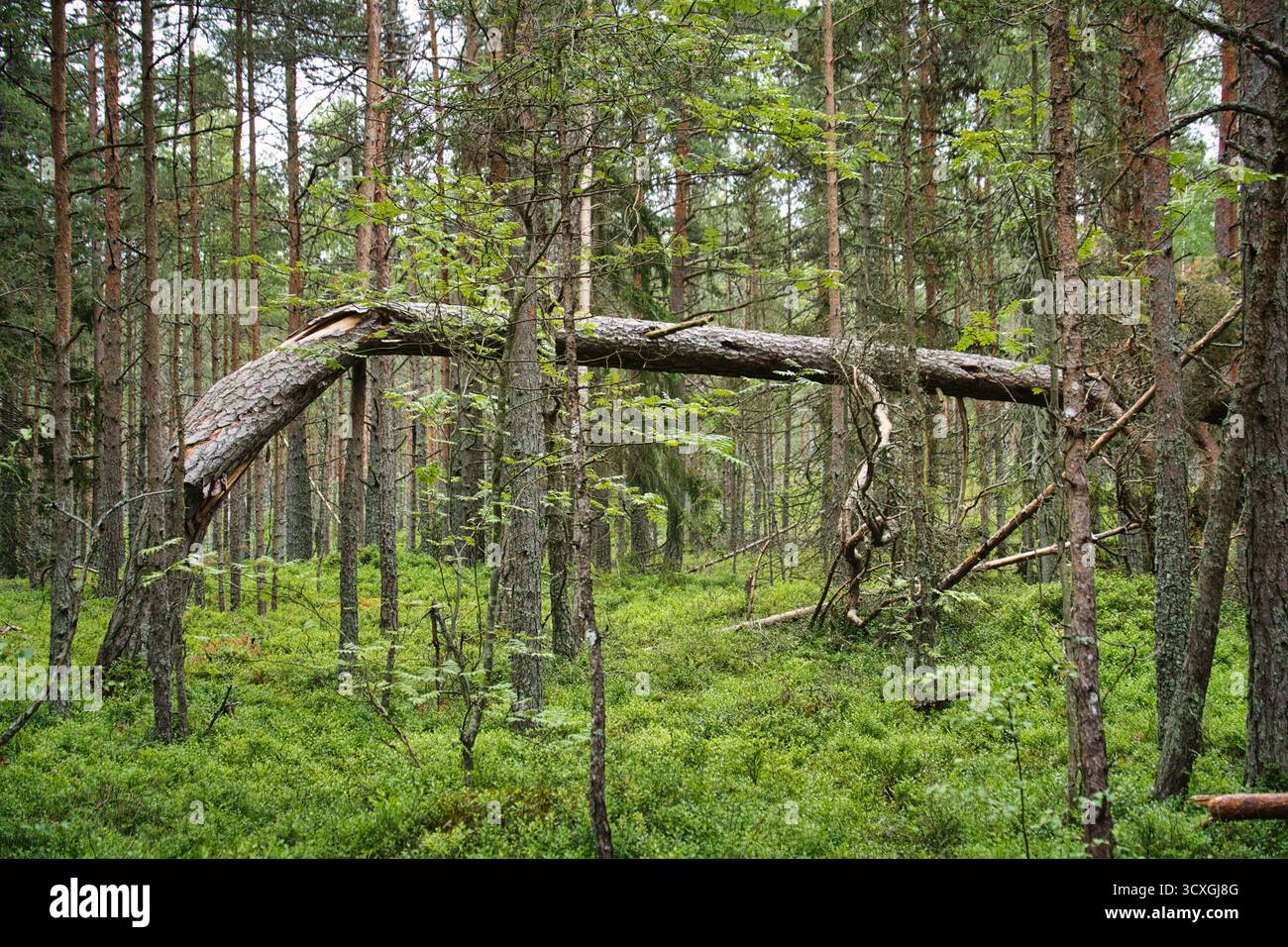Gefallener Baum, der einen Bogengang in einem grünen Kiefernwald erschafft Stockfoto