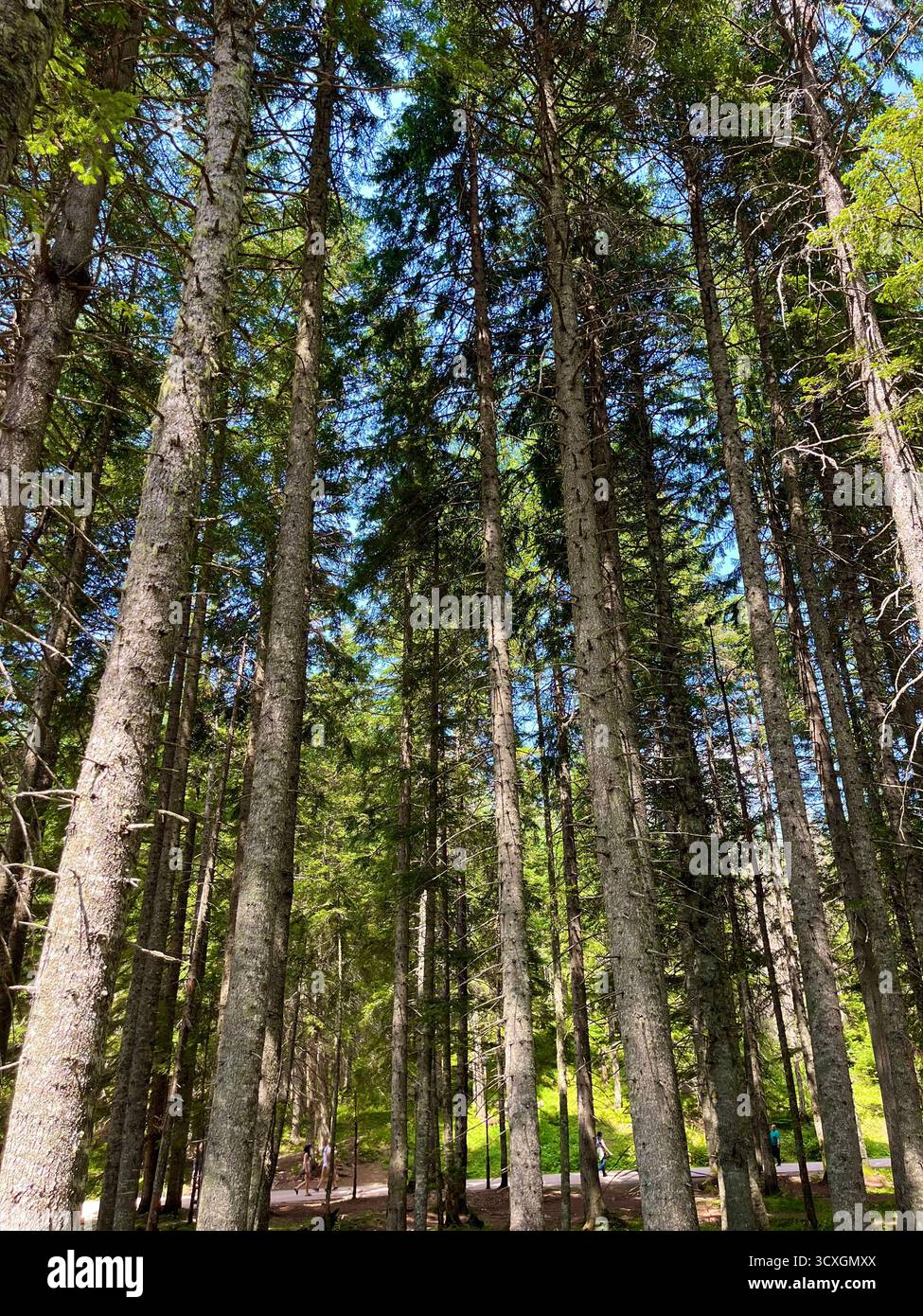 Hohe Kiefern in einem dichten grünen Wald mit verflochtenen Zweigen, blauer Himmel blickt durch die Blätter. - Smartphone-aufgenommenes Stockfoto