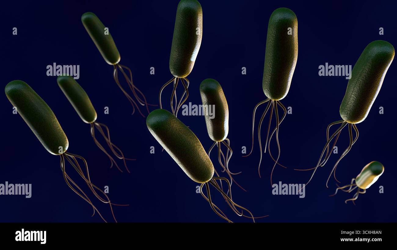 Ein 3D-Bild von Helicobacter pylori (H. pylori), das die Magenschleimhaut (Magenschleimhaut) und (Zwölffingerdarm) in dunkelrotem Hintergrund infiziert. Stockfoto