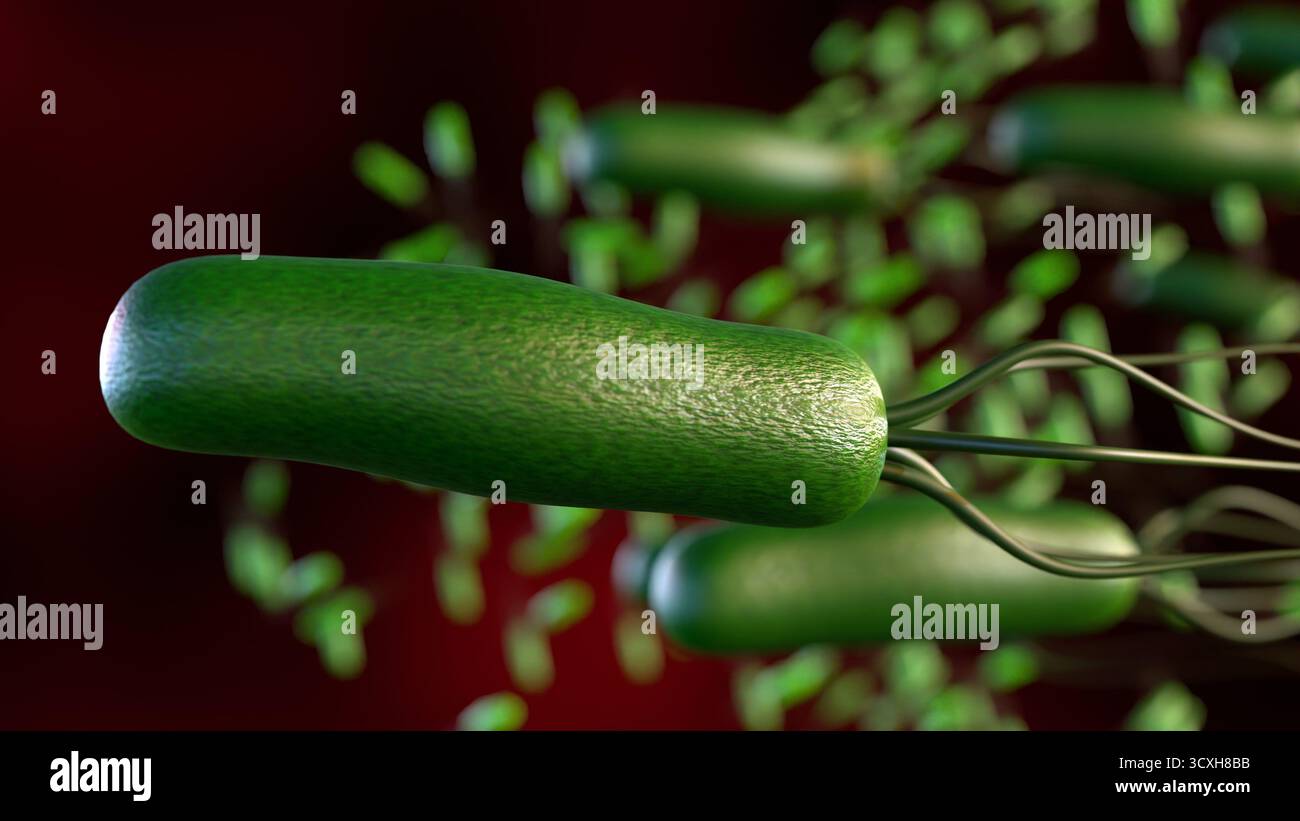 Ein 3D-Bild von Helicobacter pylori (H. pylori), das die Magenschleimhaut (Magenschleimhaut) und (Zwölffingerdarm) in dunkelrotem Hintergrund infiziert. Stockfoto
