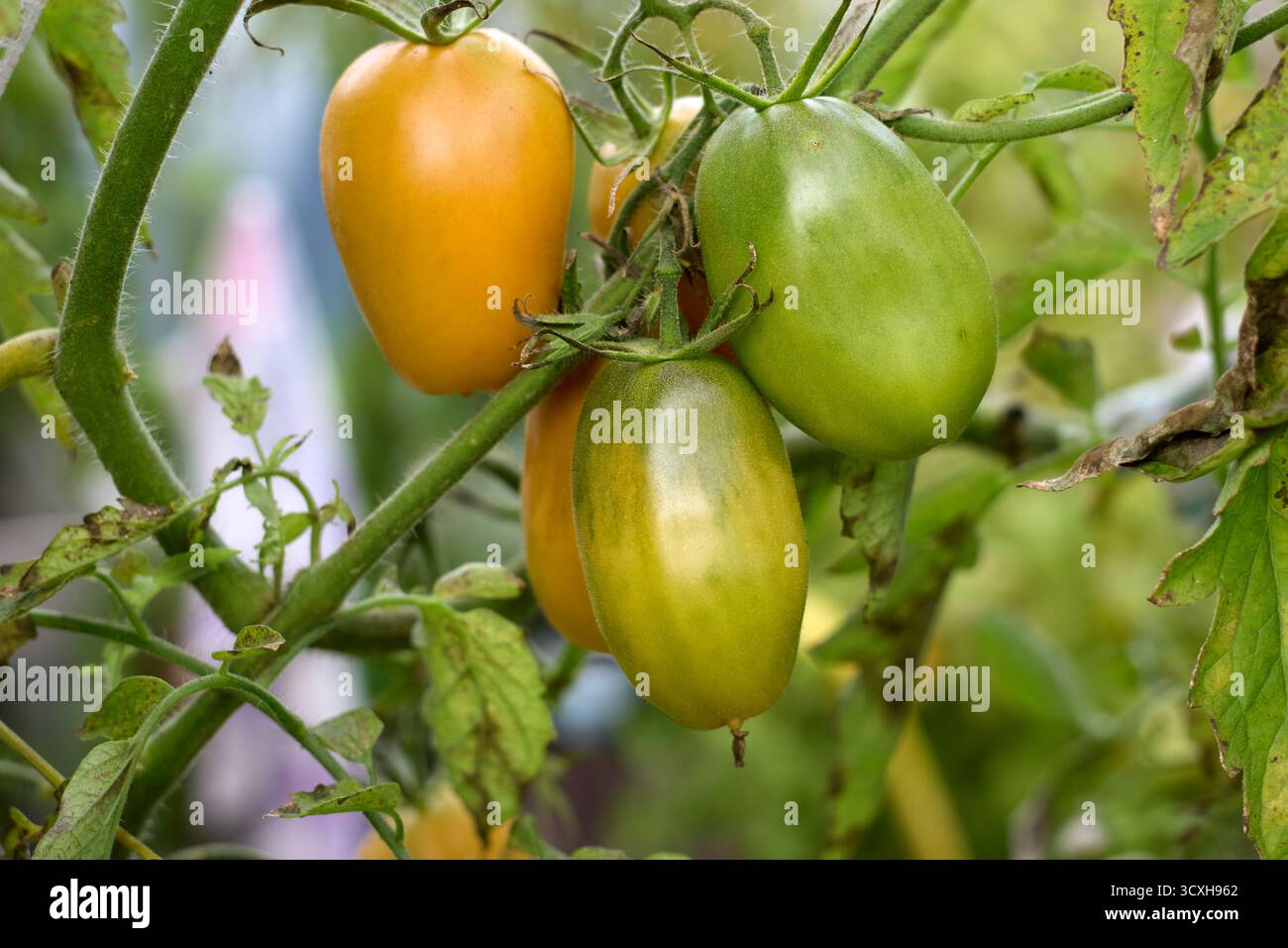 Reife und unreife Tomaten, die auf der Weinrebe in einem Gewächshaus wachsen, zeigen die verschiedenen Stadien des Wachstums und der Farbentwicklung. Stockfoto
