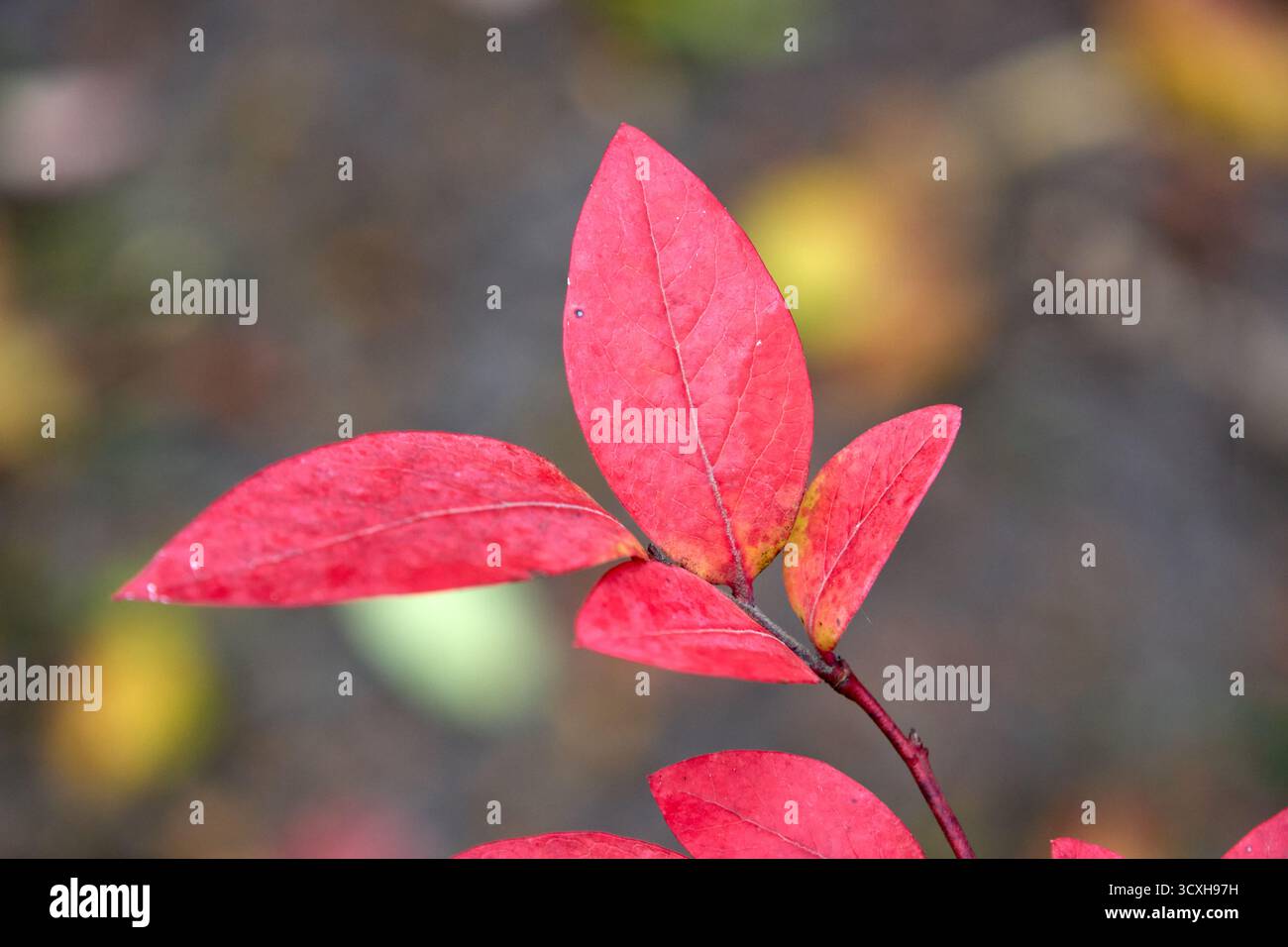 Nahaufnahme von leuchtenden roten Heidelbeerblättern auf einem Zweig, die Herbstlaub vor einem verschwommenen Hintergrund gefallener Blätter im weichen Licht zeigen. Stockfoto