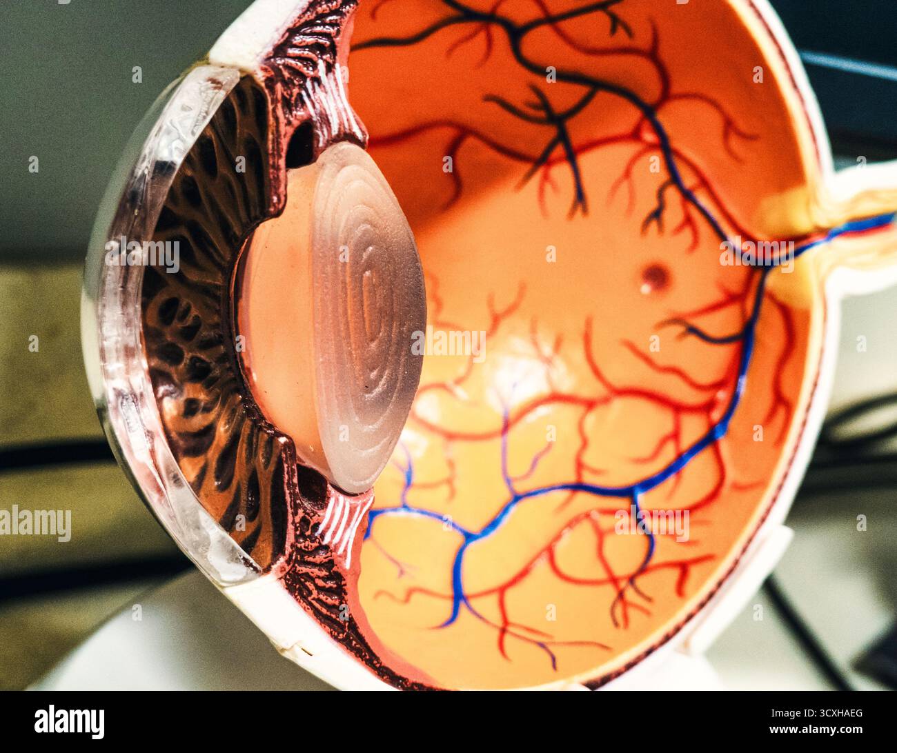 Menschliches Augenmodell Querschnitt, 2025, USA Stockfoto