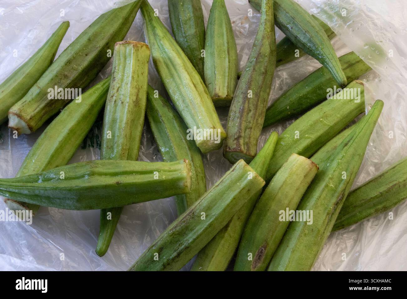 Nahaufnahme von Okra, einem südamerikanischen Lieblingsgemüse, 2025, USA Stockfoto
