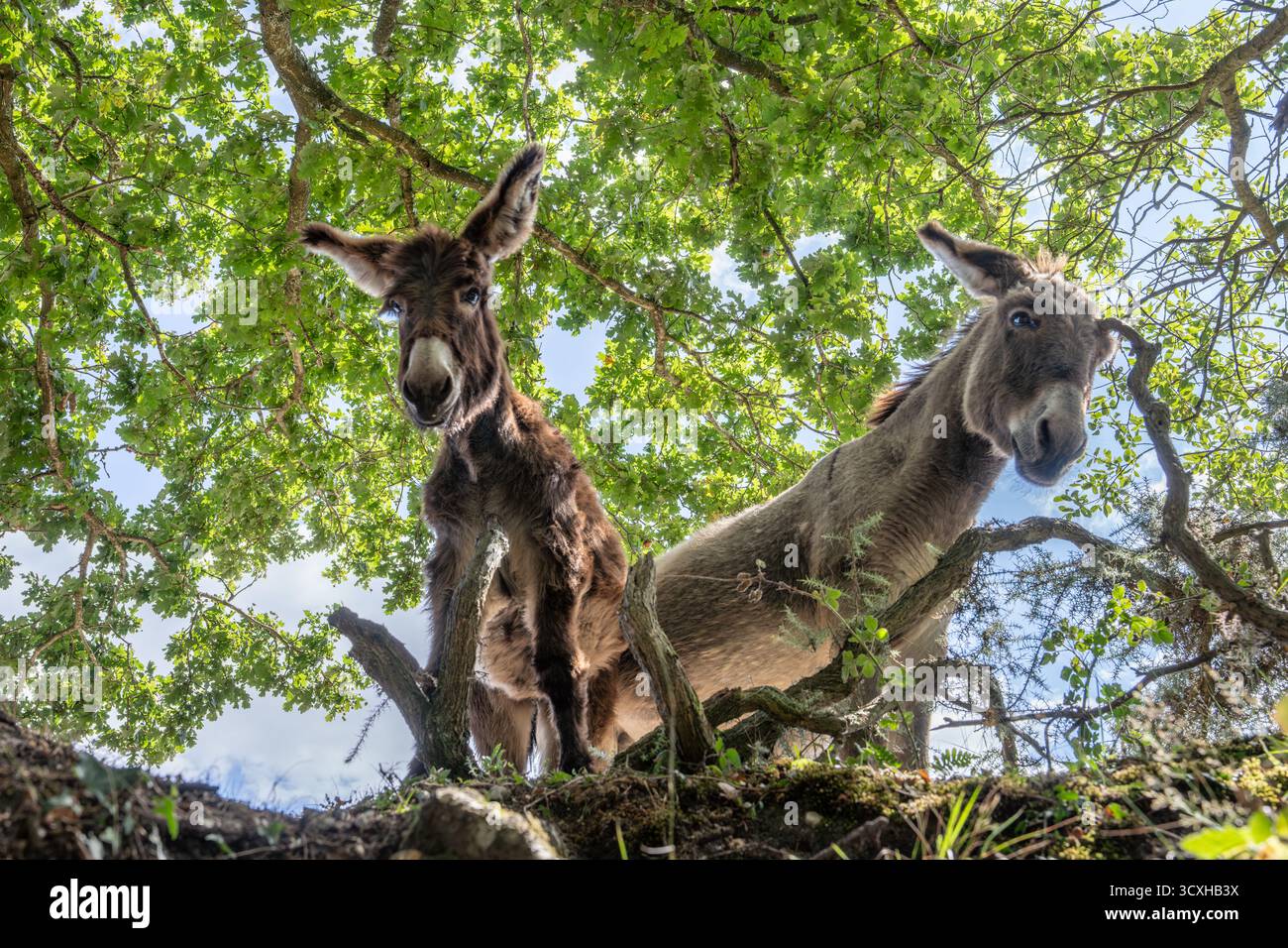 Zwei Esel blicken von einem bewaldeten Hügel unter Eichenlaub nach unten. Der niedrige Weitwinkel zeigt lange Ohren und zottelige Mäntel bei klarem Tageslicht mit natürlichem Licht. Stockfoto