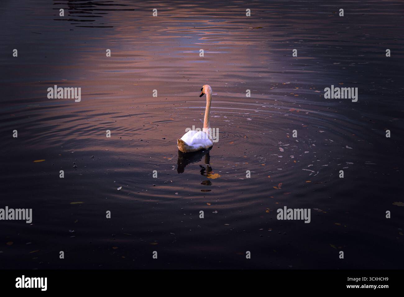 Ein einsamer Schwan gleitet bei Sonnenuntergang über ruhiges Wasser und symbolisiert Gelassenheit, Reflexion und die ruhige Kraft der Natur in friedlicher Stille. Stockfoto