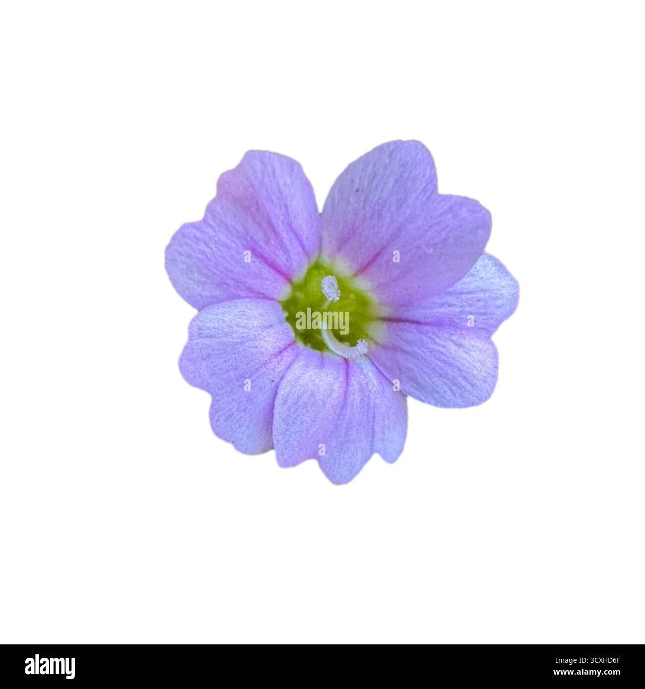 Petrorhagia saxifraga, auch Tunika- oder Fellblume genannt, ist eine zarte krautige Pflanze aus der Familie der Caryophyllaceae. Stockfoto