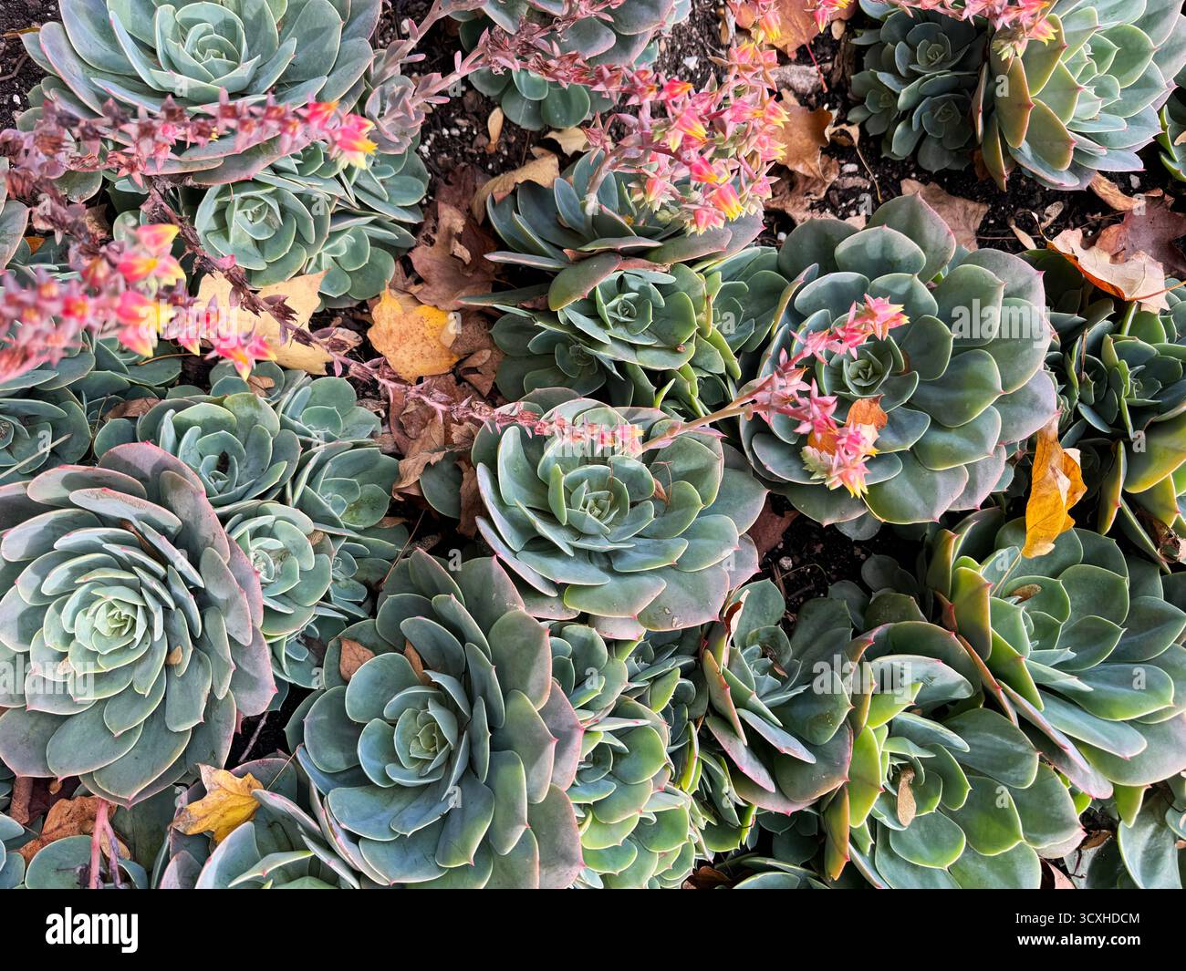 Echeveria elegans, mexikanischer Snowball, saftig mit kompakten Rosetten aus blassblau-grünen fleischigen Blättern, wachsartige Beschichtung, die dünne Stiele mit kleinem p Stockfoto