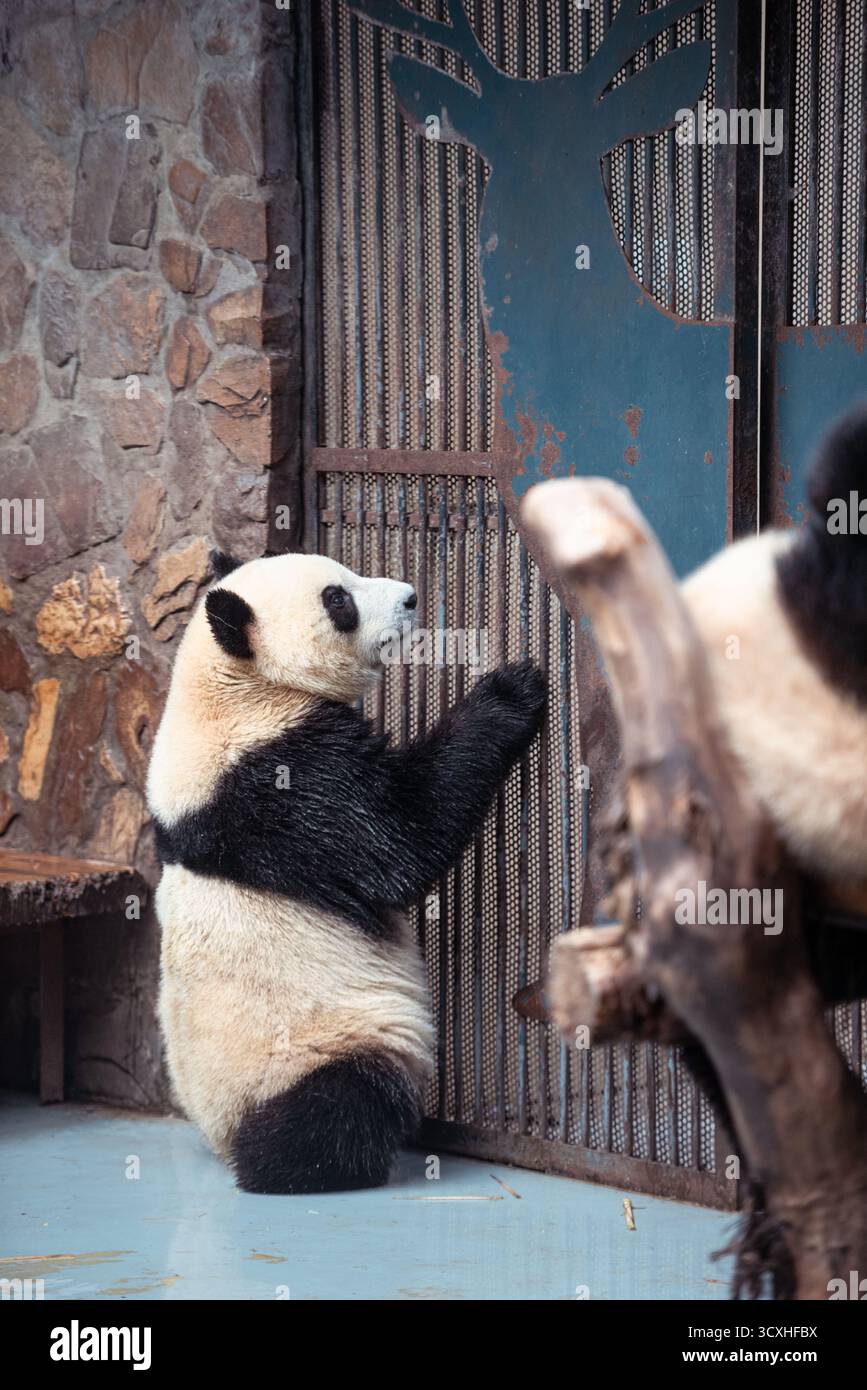 Chengdu, China - 27. September 2018: Caged Panda in Chengdu Research Base of Giant Panda Breeding Stockfoto