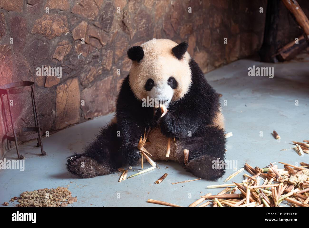 Chengdu, China - 27. September 2018: Gekämmte Pandafresser auf der Chengdu Research Base of Giant Panda Breeding Stockfoto