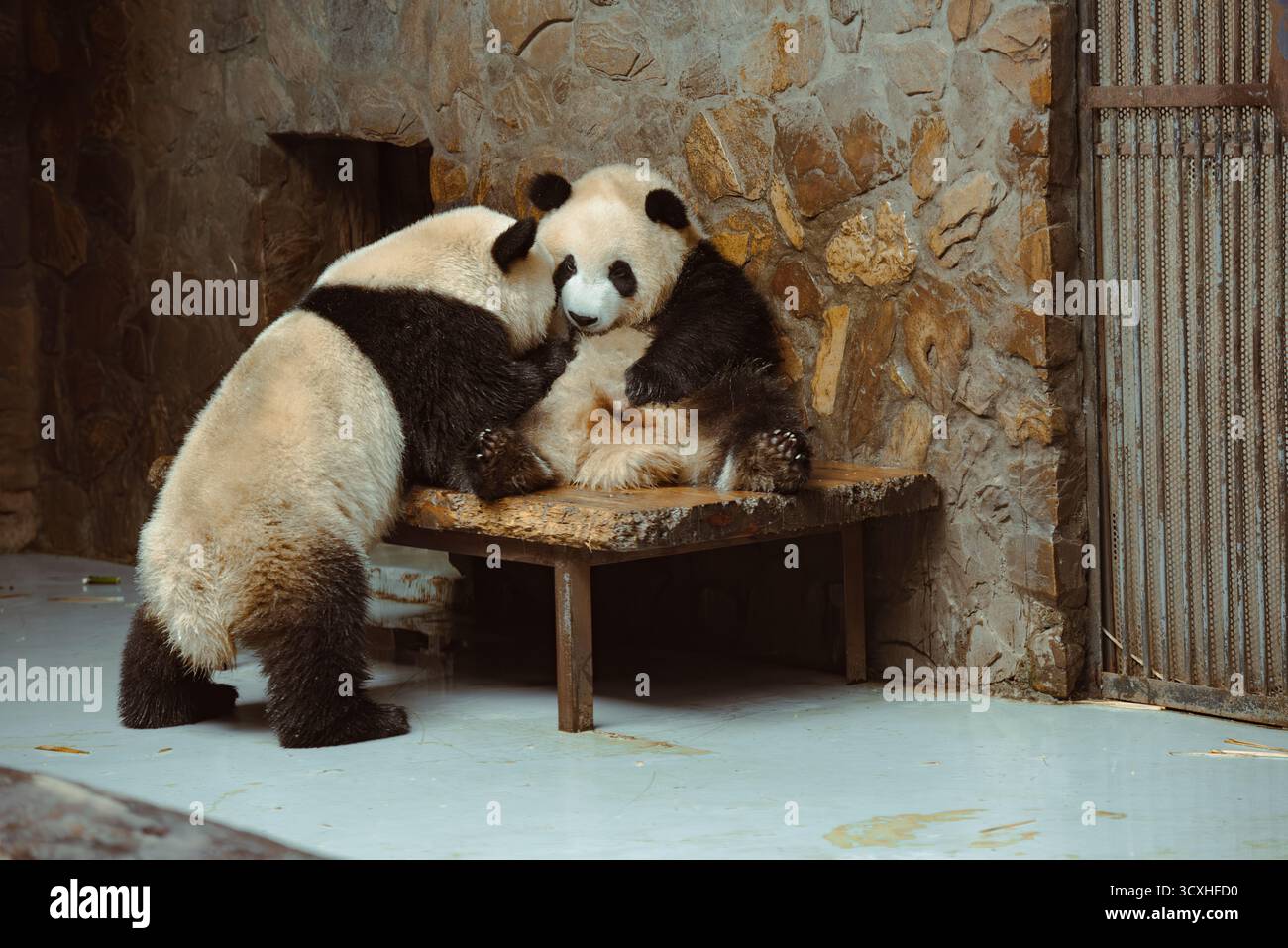 Chengdu, China - 27. September 2018: Zwei Panda kuscheln in der Chengdu Forschungsbasis für die Zucht von Riesenpandas Stockfoto