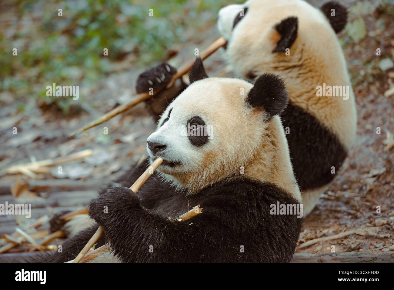 Chengdu, China - 27. September 2018: Zwei Pandas kauen an Bambussprossen auf der Chengdu Research Base of Giant Panda Breeding Stockfoto