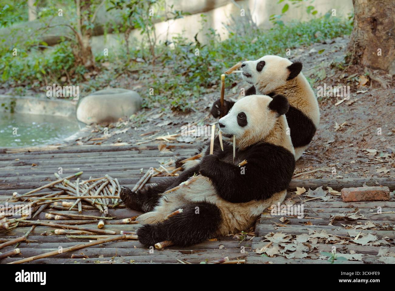 Chengdu, China - 27. September 2018: Zwei Pandas kauen an Bambussprossen auf der Chengdu Research Base of Giant Panda Breeding Stockfoto