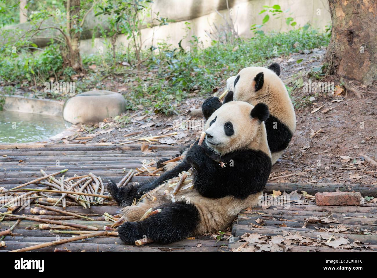 Chengdu, China - 27. September 2018: Zwei Pandas kauen an Bambussprossen auf der Chengdu Research Base of Giant Panda Breeding Stockfoto