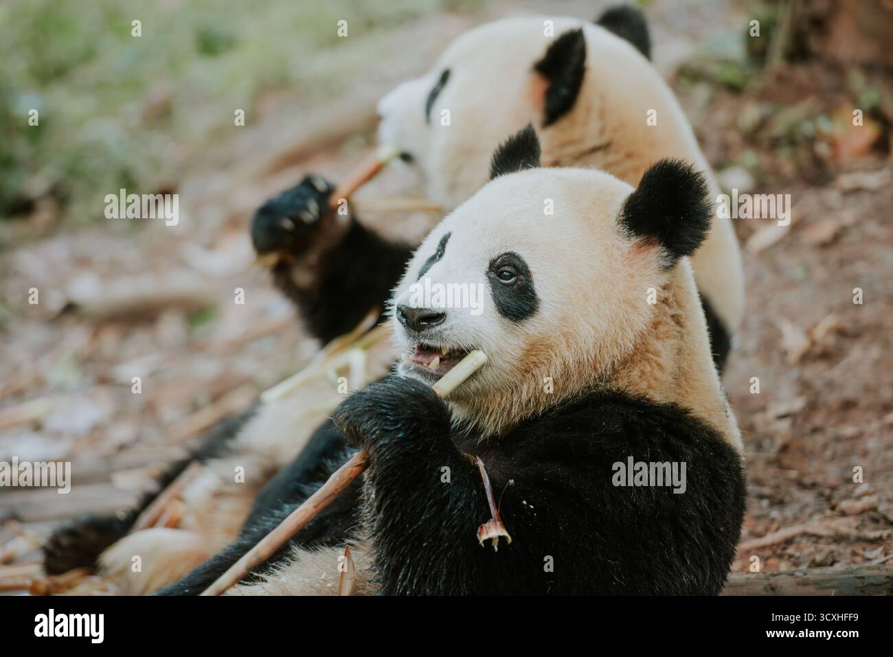 Chengdu, China - 27. September 2018: Zwei Pandas kauen an Bambussprossen auf der Chengdu Research Base of Giant Panda Breeding Stockfoto