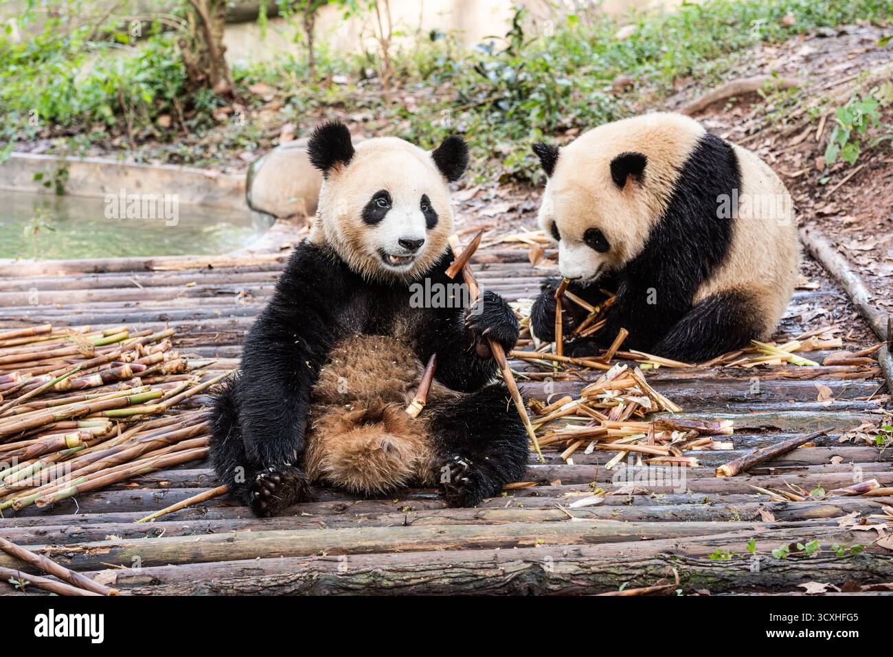 Chengdu, China - 27. September 2018: Zwei Pandas kauen an Bambussprossen auf der Chengdu Research Base of Giant Panda Breeding Stockfoto