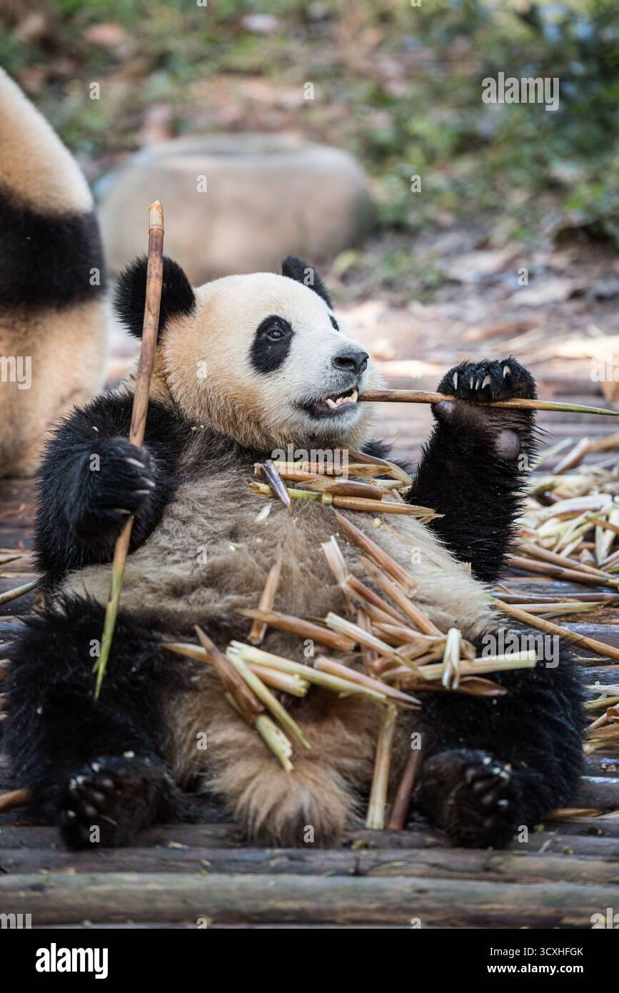 Chengdu, China - 27. September 2018: Ein Panda, der an Bambussprossen kaut, in der Chengdu Research Base of Giant Panda Breeding Stockfoto