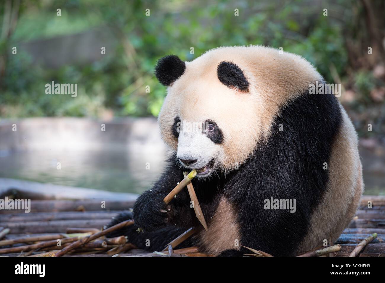 Chengdu, China - 27. September 2018: Ein Panda, der an Bambussprossen kaut, in der Chengdu Research Base of Giant Panda Breeding Stockfoto