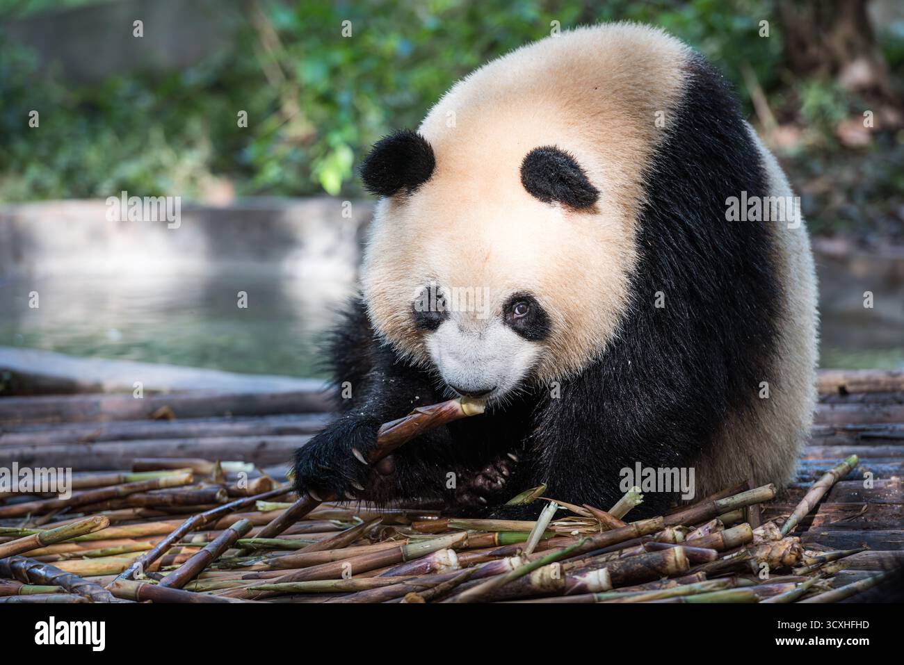 Chengdu, China - 27. September 2018: Ein Panda, der an Bambussprossen kaut, in der Chengdu Research Base of Giant Panda Breeding Stockfoto
