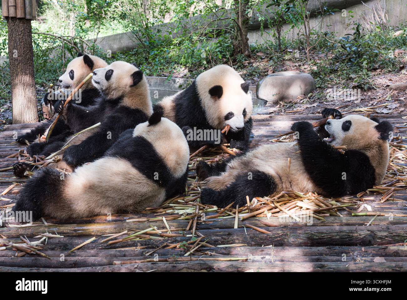 Chengdu, China - 27. September 2018: Pandas kauen auf Bambussprossen auf der Chengdu Research Base of Giant Panda Breeding Stockfoto