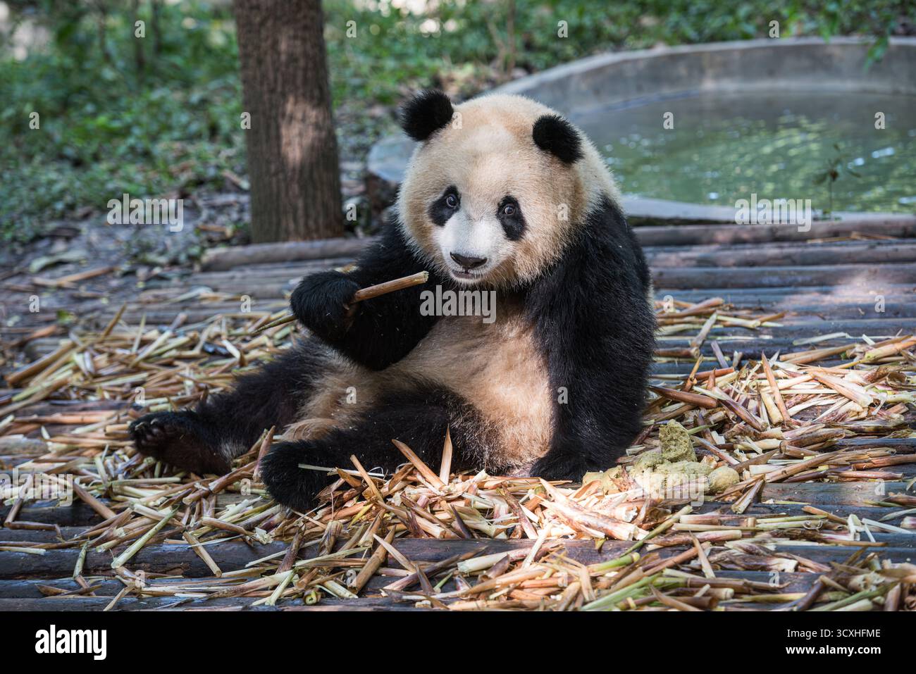 Chengdu, China - 27. September 2018: Ein Panda, der an Bambussprossen kaut, in der Chengdu Research Base of Giant Panda Breeding Stockfoto