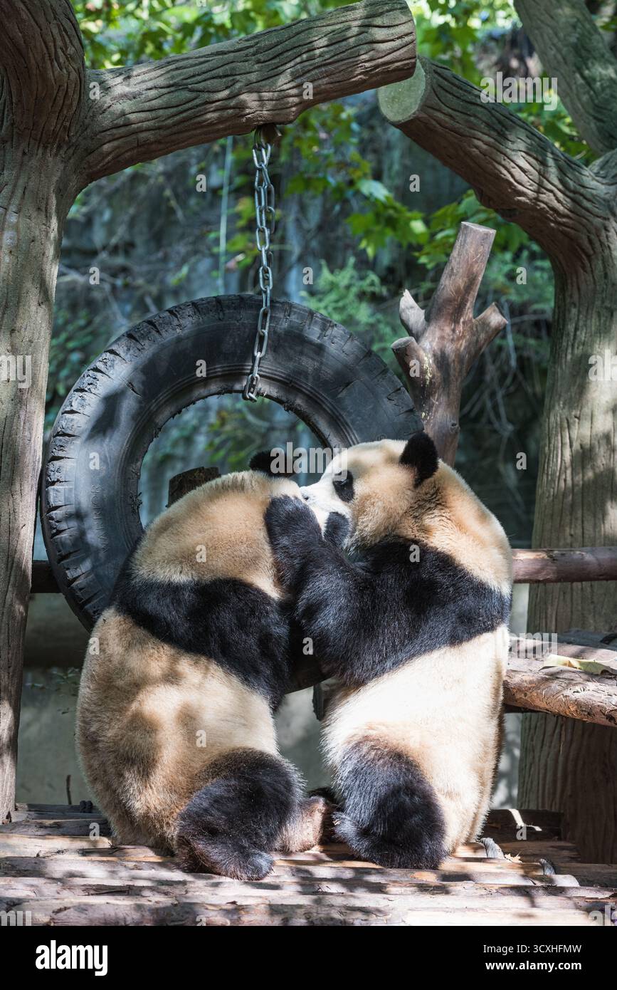 Chengdu, China - 27. September 2018: Zwei Pandas umarmen sich auf der Chengdu Research Base of Giant Panda Breeding Stockfoto