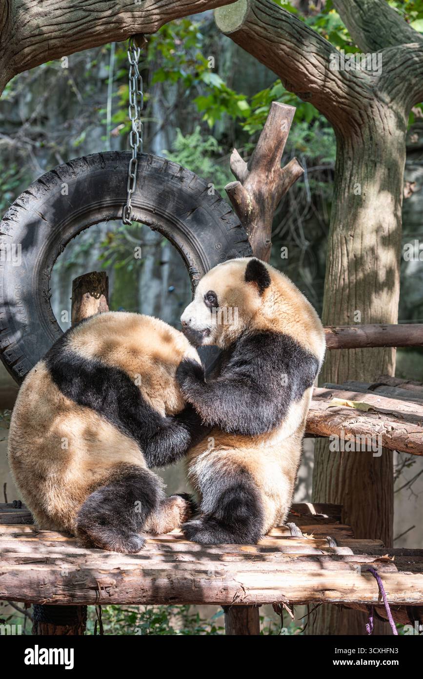 Chengdu, China - 27. September 2018: Zwei Pandas umarmen sich auf der Chengdu Research Base of Giant Panda Breeding Stockfoto