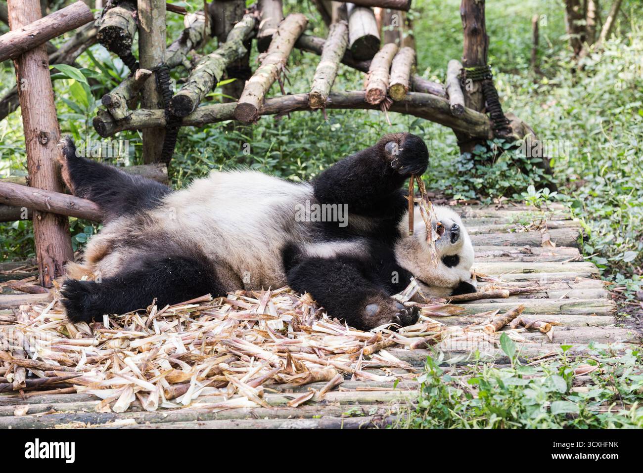 Chengdu, China - 27. September 2018: Ein Panda, der an Bambussprossen kaut, in der Chengdu Research Base of Giant Panda Breeding Stockfoto