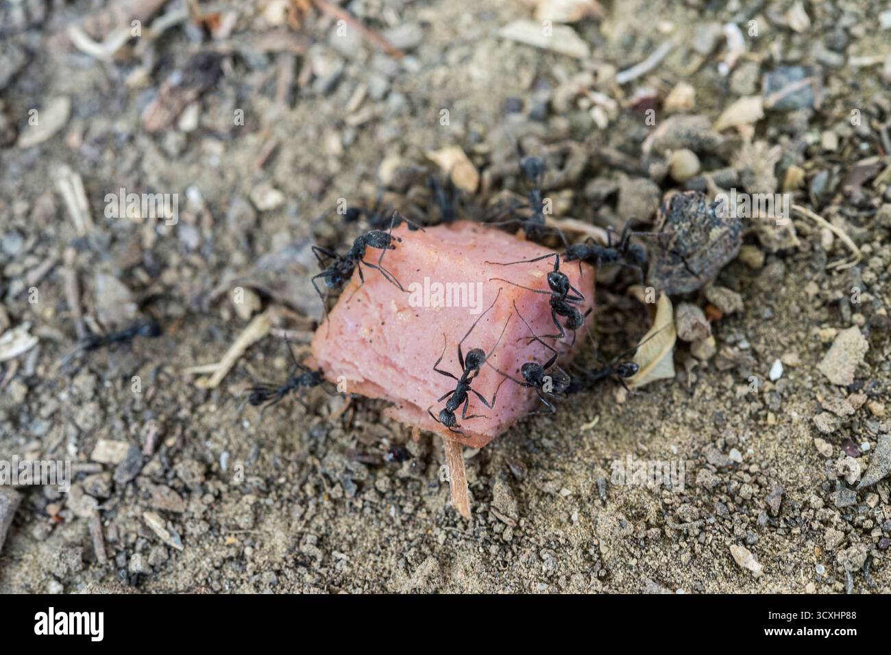 Ein Stück Wurstfleisch auf dem Boden, das von schwarzen Ameisen entdeckt wurde Stockfoto