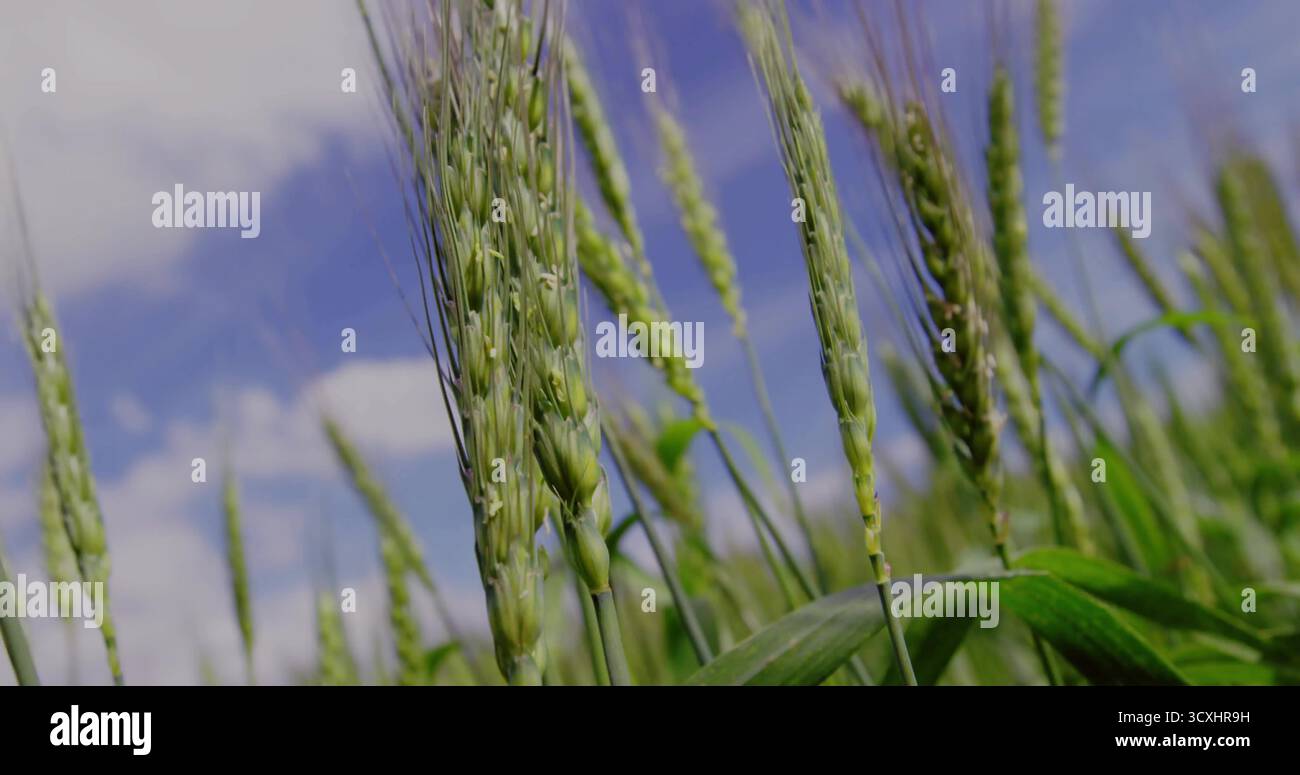 Mit grünen Weizenstielen, die Ohren entwickeln, auf dem ländlichen Ackerland, mit Blättern und Grashalmen Stockfoto