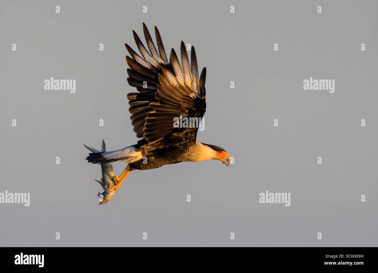 Haubenkarakara (Caracara plancus) fliegt mit einem toten Fisch in den Tallons am frühen Morgen, Galveston, texas, USA. Stockfoto