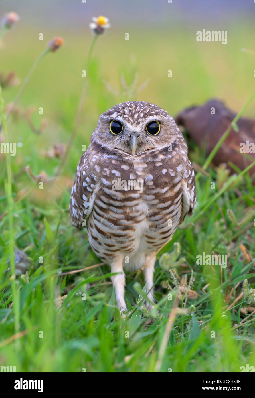 Grabeize (Athene cunicularia) Porträt mit großen Schülern in der Abenddämmerung am frühen Morgen, Galveston, Texas, USA. Stockfoto