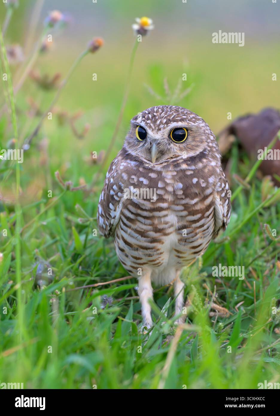 Grabeize (Athene cunicularia) Porträt mit großen Schülern in der Abenddämmerung am frühen Morgen, Galveston, Texas, USA. Stockfoto
