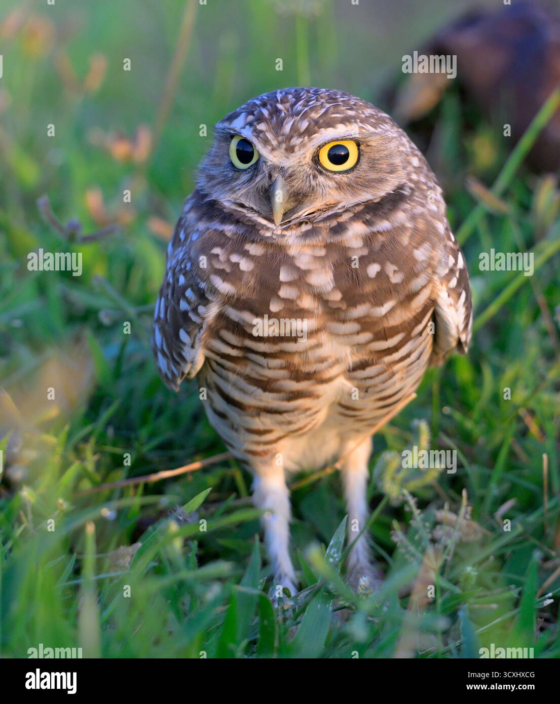 Grabeize (Athene cunicularia) Porträt mit asymmetrischen Pupillen unterschiedlicher Größe aufgrund der Richtung des Sonnenlichts am frühen Morgen, Galveston, Te Stockfoto