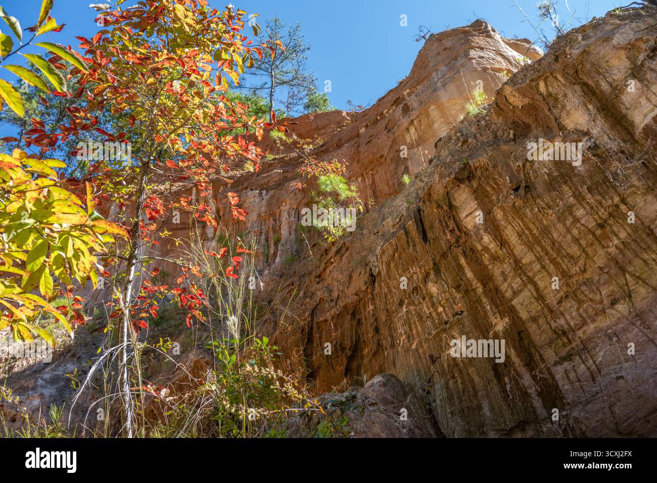 Farbenfrohe Herbstblätter und Felswände am Providence Canyon, auch bekannt als Little Grand Canyon in Georgia, in Lumpkin, Georgia. (USA) Stockfoto