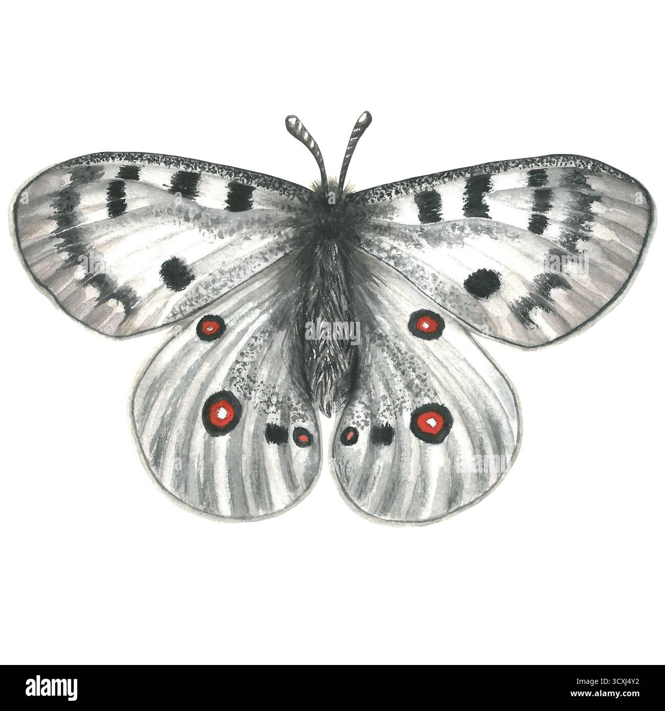 Weißer Apollo-Schmetterling, Draufsicht, Aquarellabbildung isoliert auf transparentem Hintergrund Stockfoto