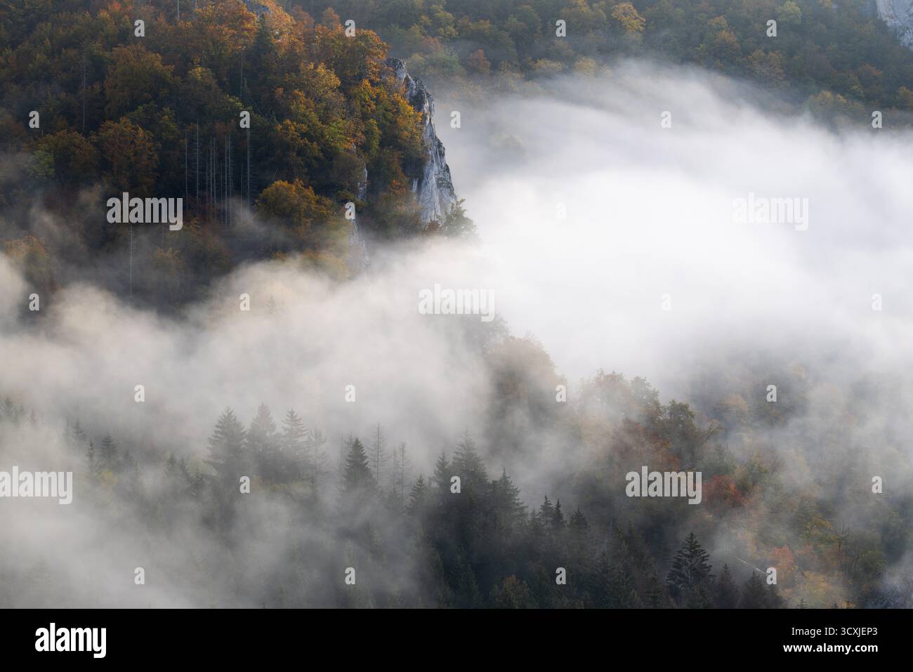 Blick vom Knopfmacherfelsen ins Donautal, Mischwald, Herbstfarben, Nebel, Herbst, Fridingen, Donautal, Naturpark obere Donau Stockfoto