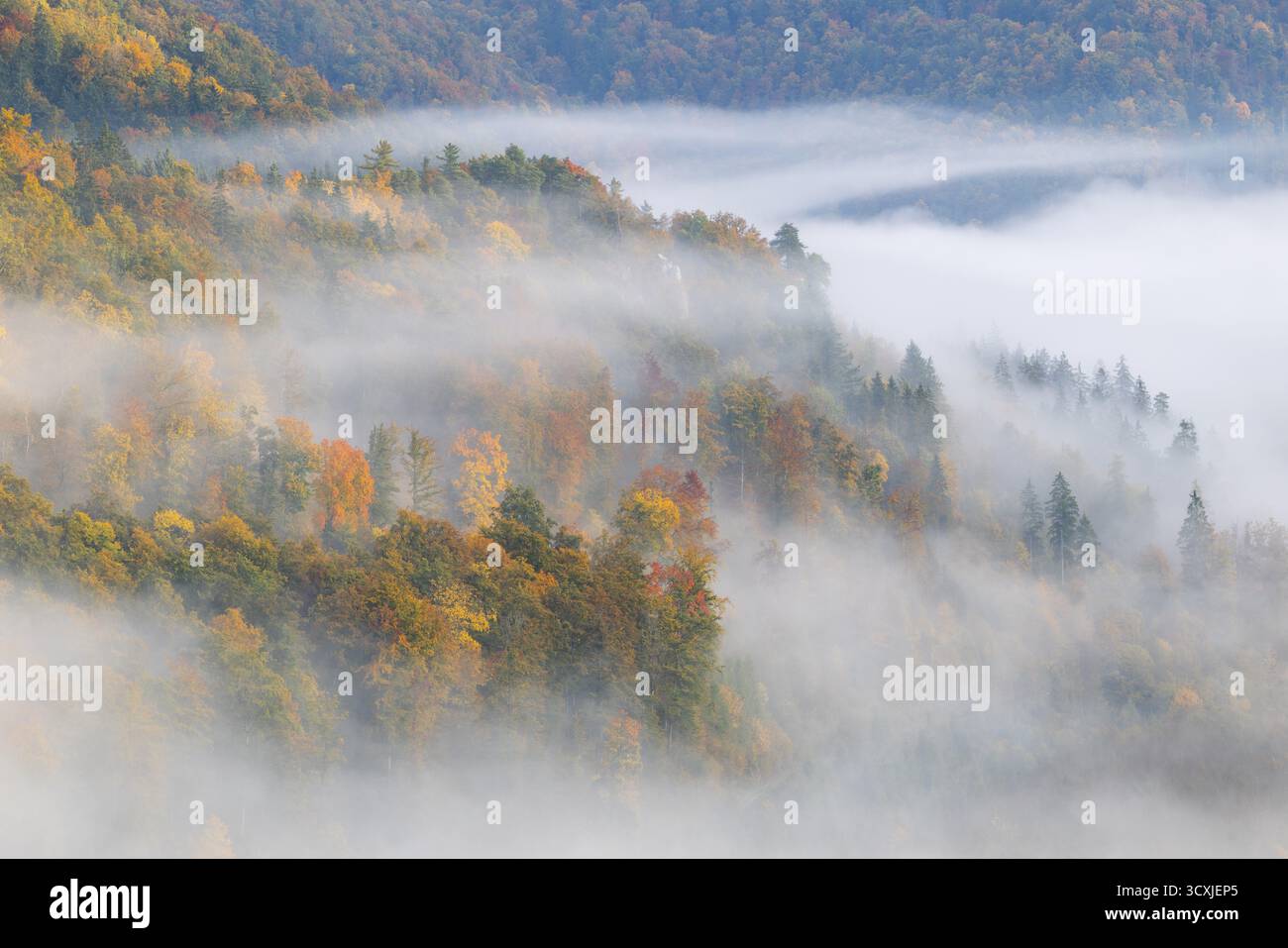 Blick vom Knopfmacherfelsen ins Donautal, Mischwald, Herbstfarben, Nebel, Herbst, Fridingen, Donautal, Naturpark obere Donau Stockfoto